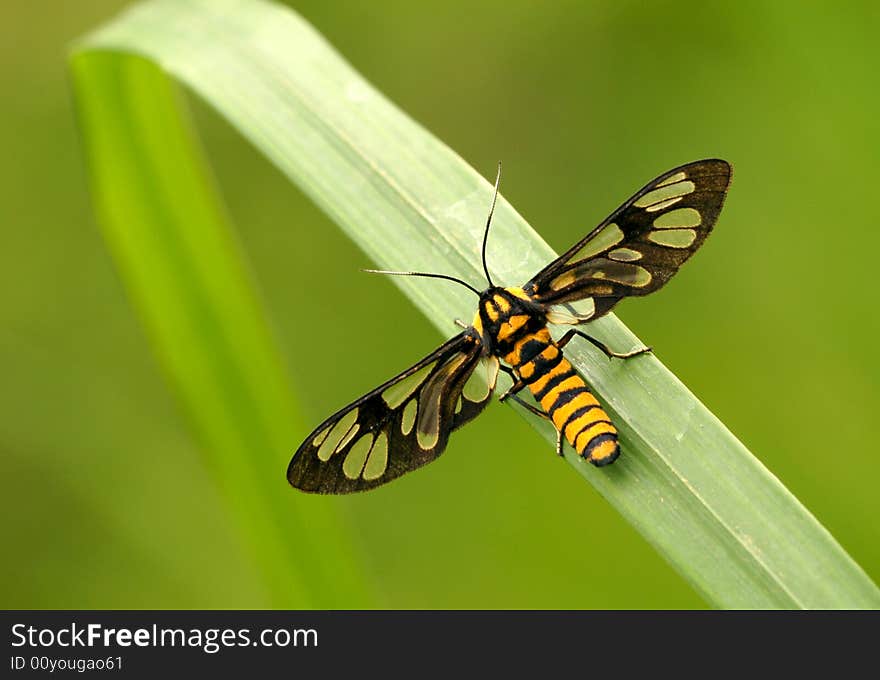 Deer moth  [Amata germana(Felder)]