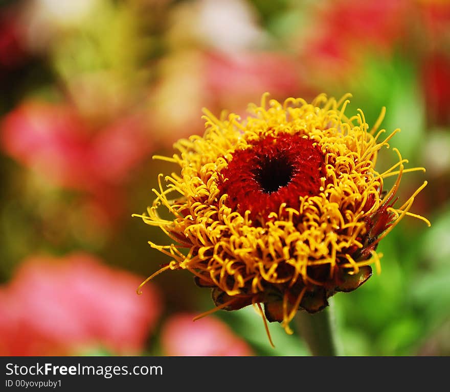 Garden flower