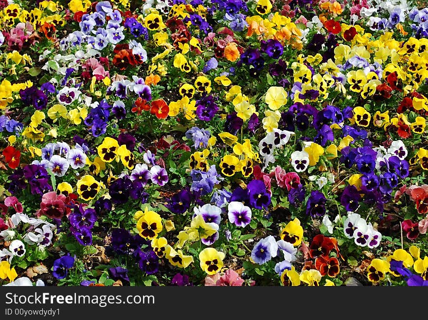 Colorful flower carpet in a park - pansies.