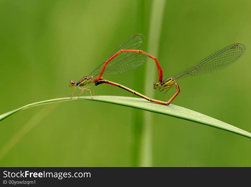 In front of the red is female, is behind the male. In front of the red is female, is behind the male.