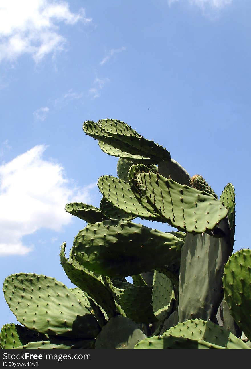 Opuntia ficus-indica on sky background  a typical mediterranean plant