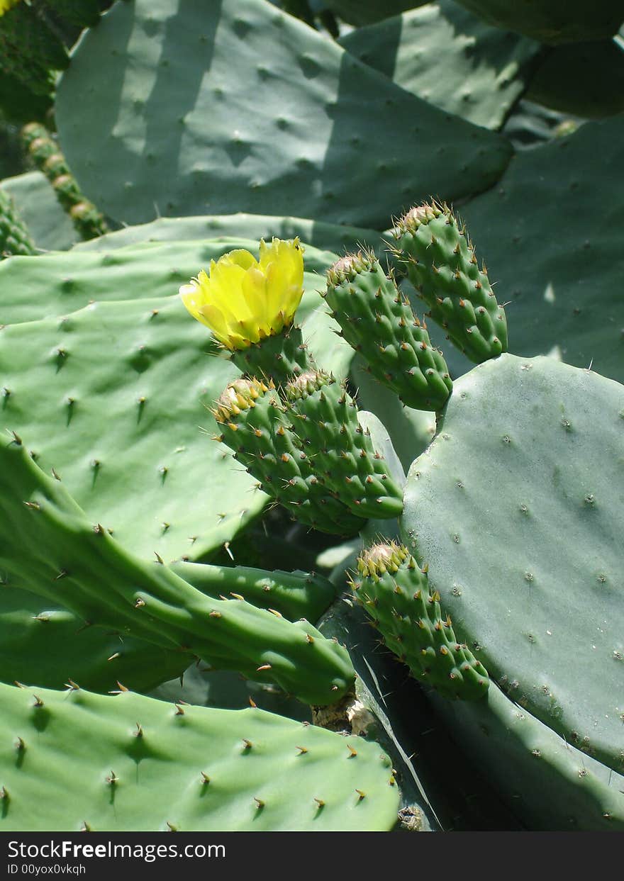 Flower Of Opuntia Ficus-indica