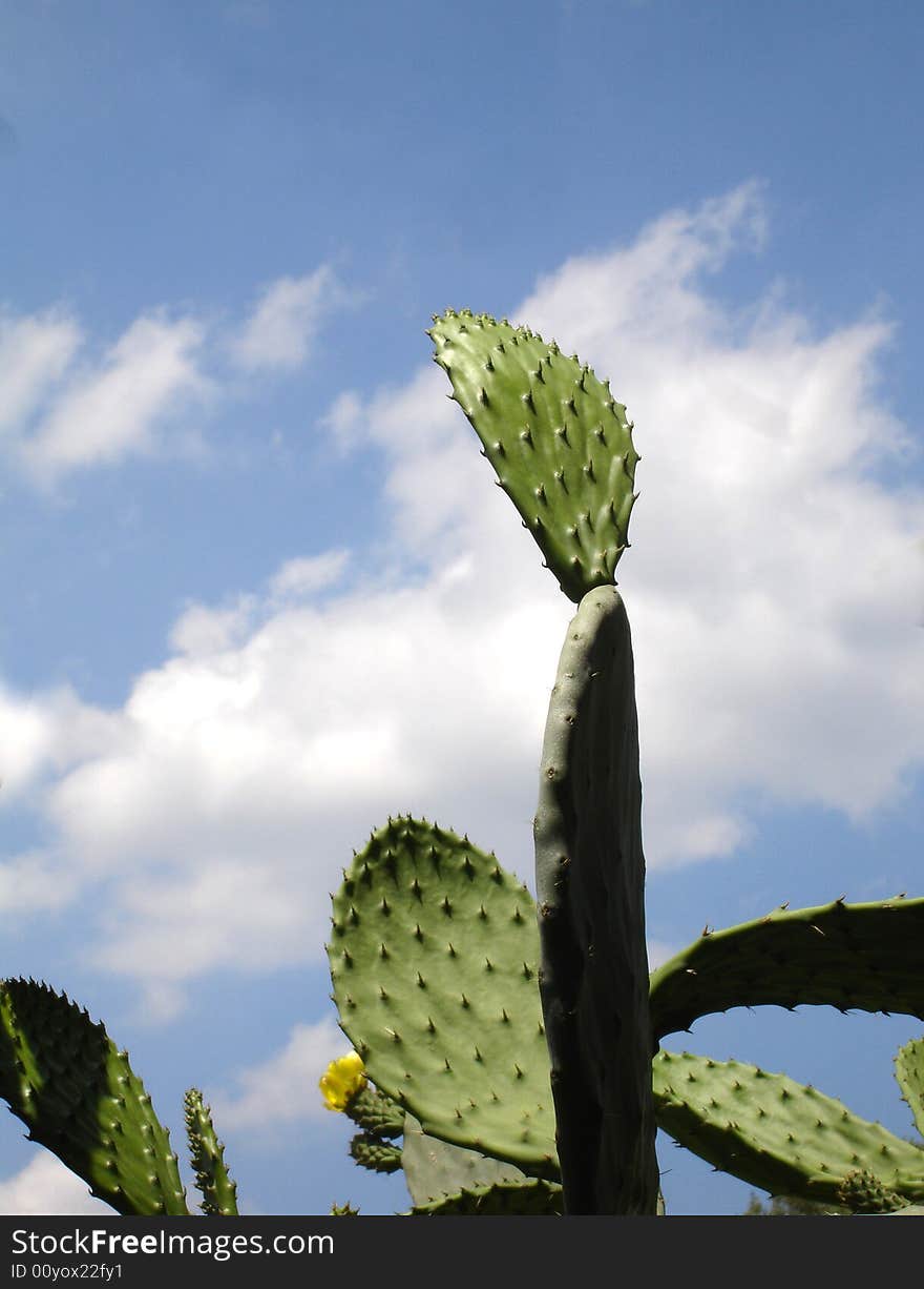 View of Opuntia ficus-indica  a typical mediterranean plant