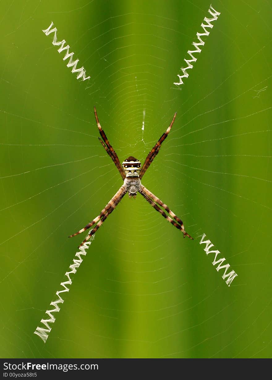 Spider[Argiope aetheroides (Yin et al.) ]