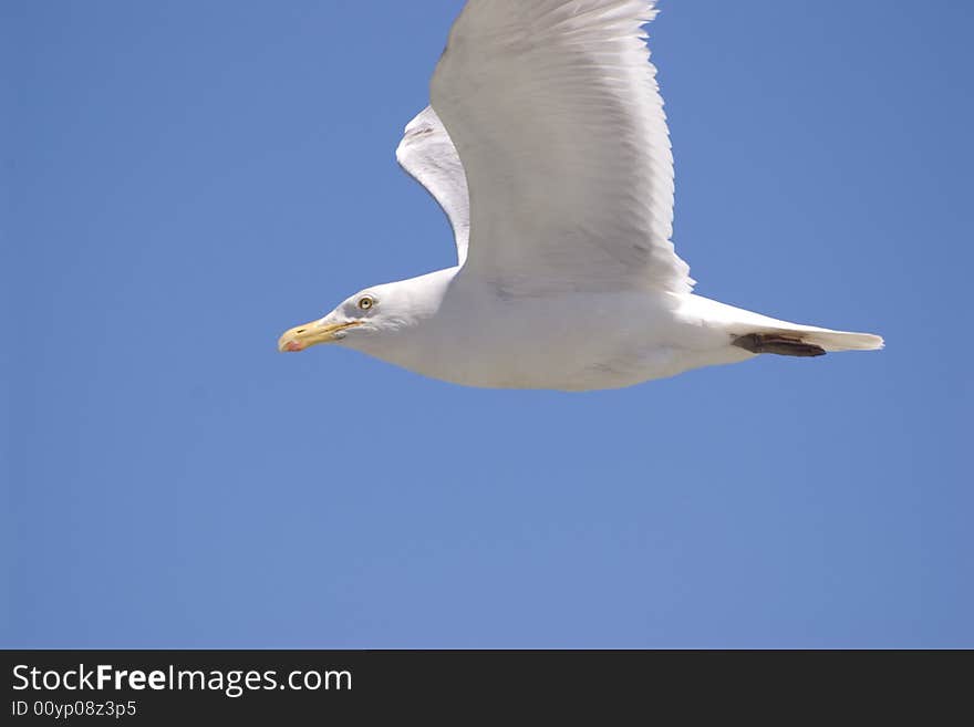 A seagull searchs for a fish