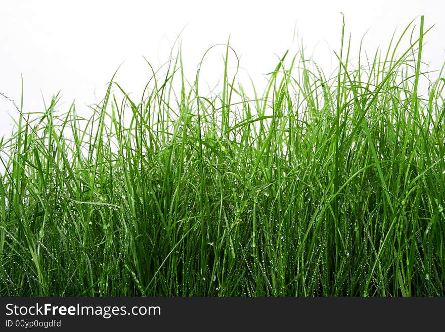 Green grass with water drops on isolated against white