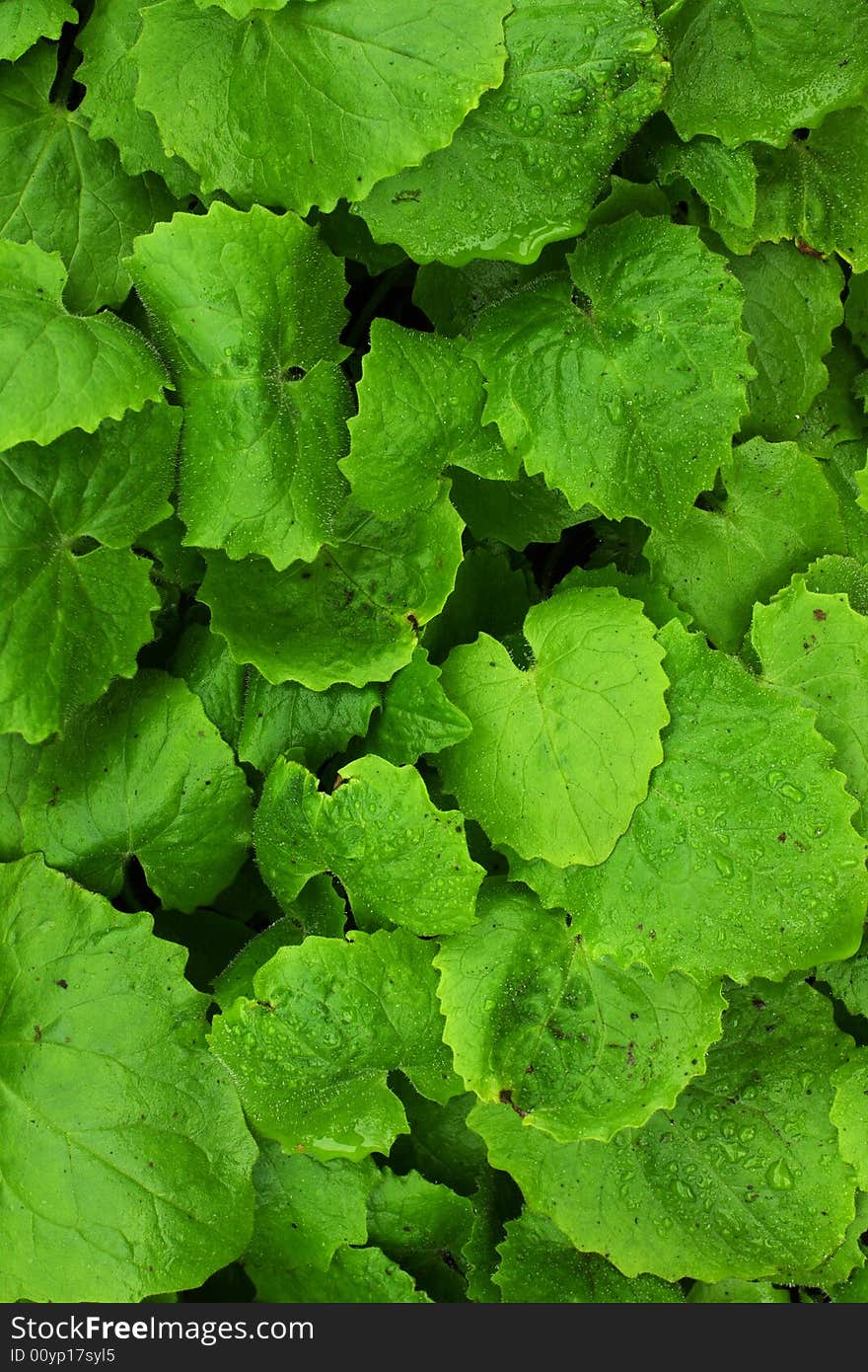 Real morning dew drops on green leafs,great for backgrounds or freshness concept. Real morning dew drops on green leafs,great for backgrounds or freshness concept