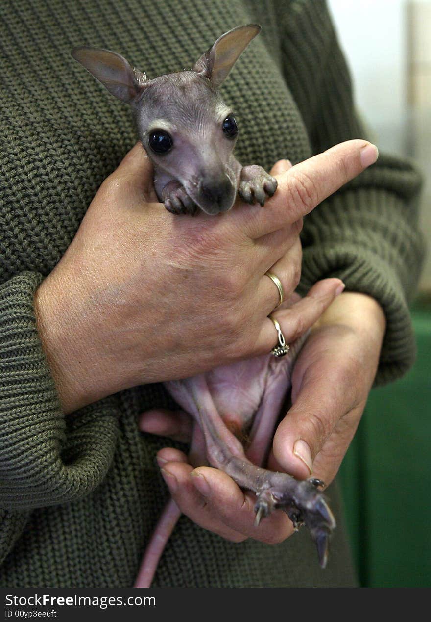 A suckling of a cangaroo in human hands. A suckling of a cangaroo in human hands