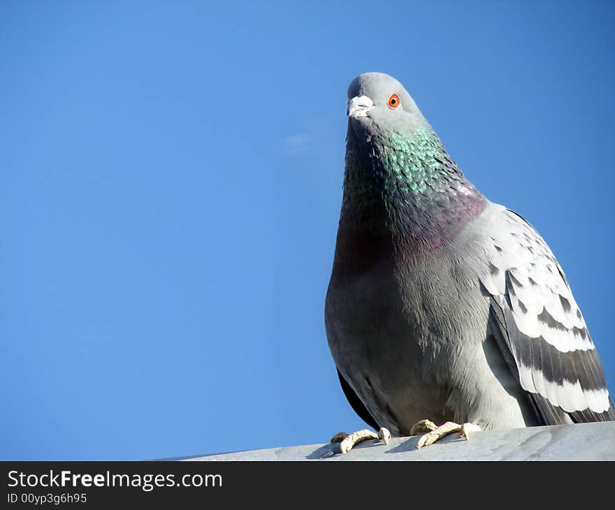 Pigeon in the sky's background