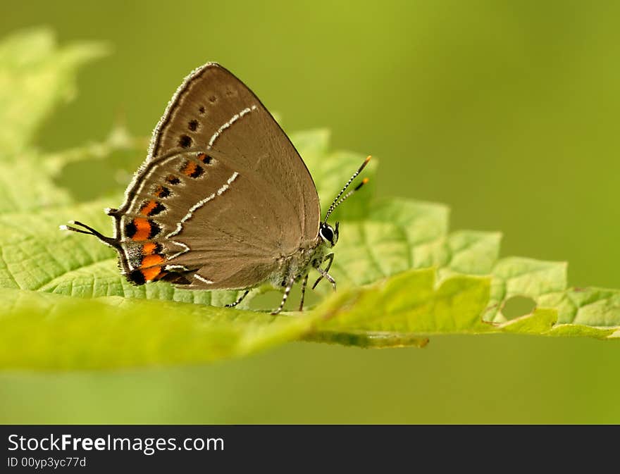 This butterfly wings of the ventral (see), compared peculiar pattern. This butterfly wings of the ventral (see), compared peculiar pattern.