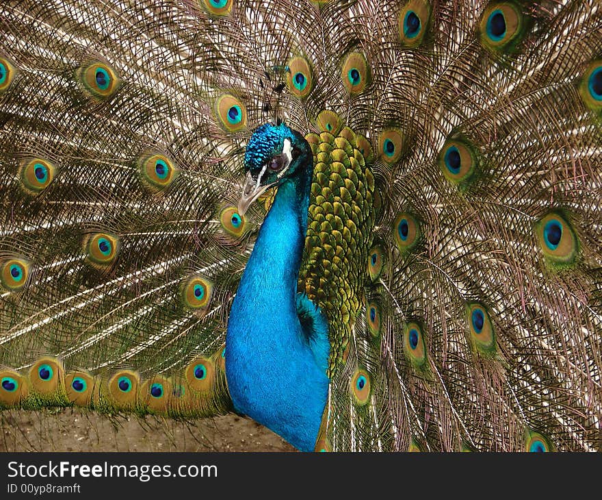 Royal peacock with fabulous train in all its beauty. Royal peacock with fabulous train in all its beauty