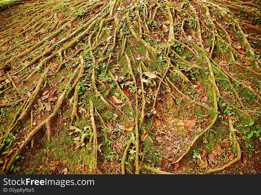 Many roots of a tropical tree. Many roots of a tropical tree