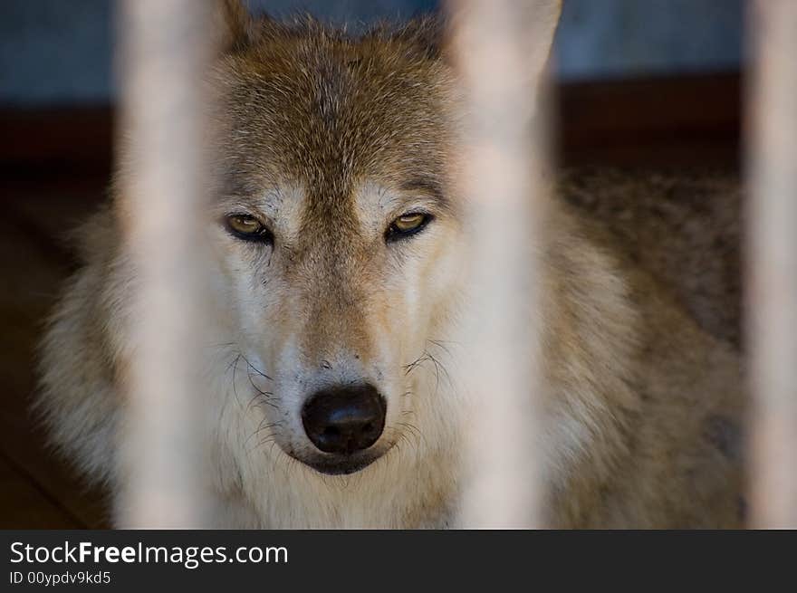 Wolf, wild animal in prison. Danger. Wolf, wild animal in prison. Danger.