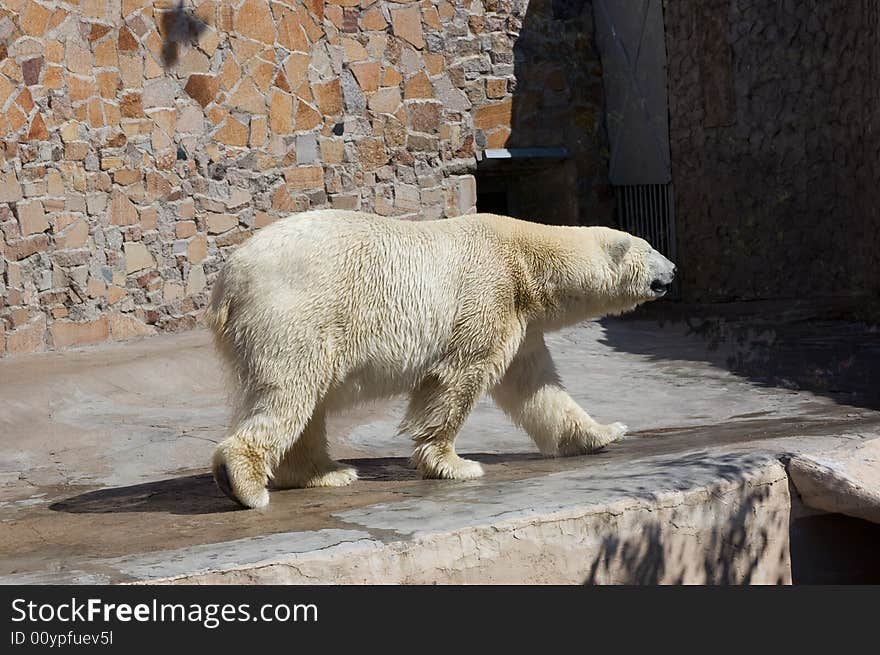 Wet white bear