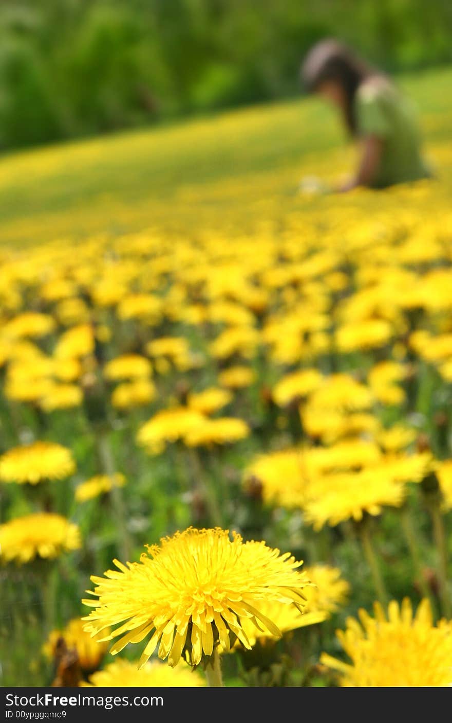 Big beautyfool yellow dandelions and young girl