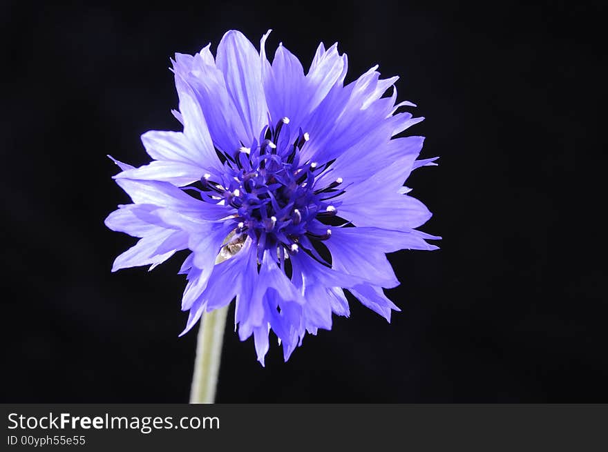 Macro shot of blue cornflower on black background. Macro shot of blue cornflower on black background