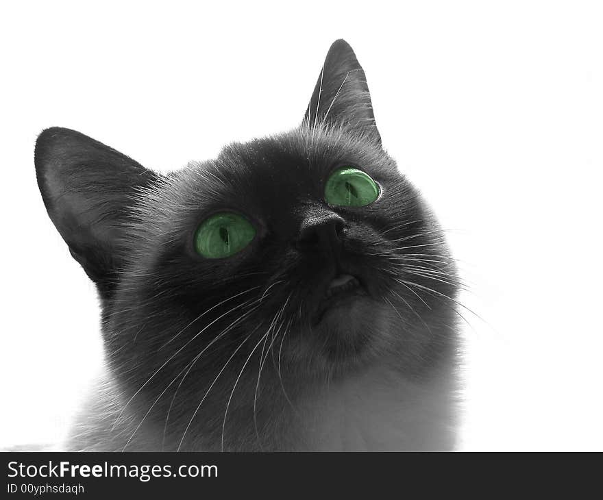 The cat of Siamese breed is photographed in studio. The cat of Siamese breed is photographed in studio