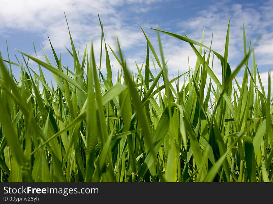 Field on a background of the blue sky. Field on a background of the blue sky