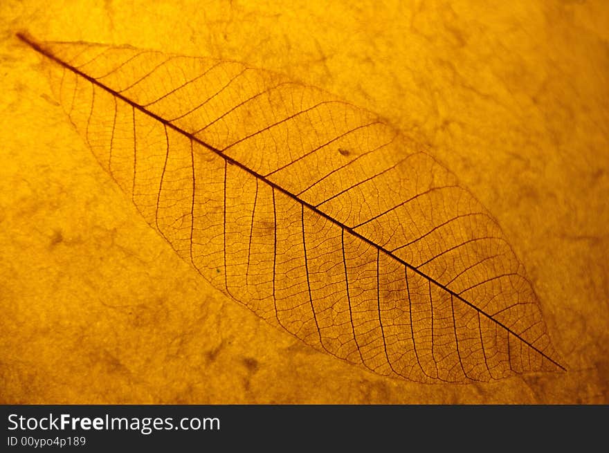 Skeleton of leaf on a backlit yellow-orange background. Skeleton of leaf on a backlit yellow-orange background