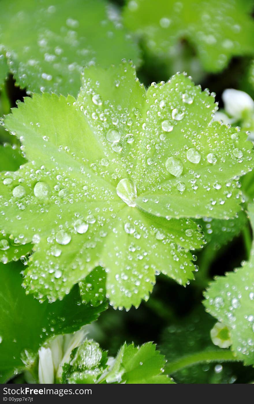 Raindrops on plant