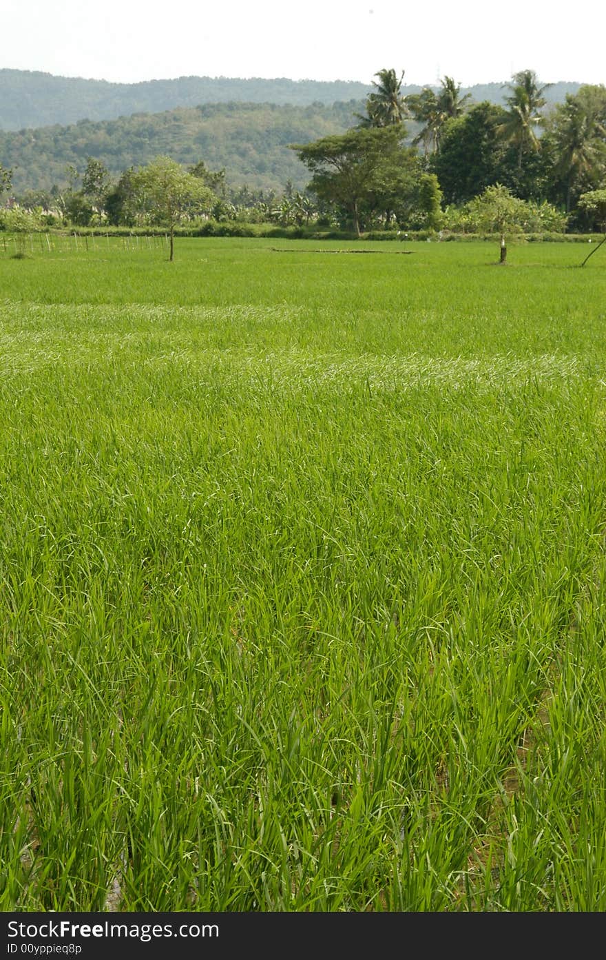 Windy Rice field