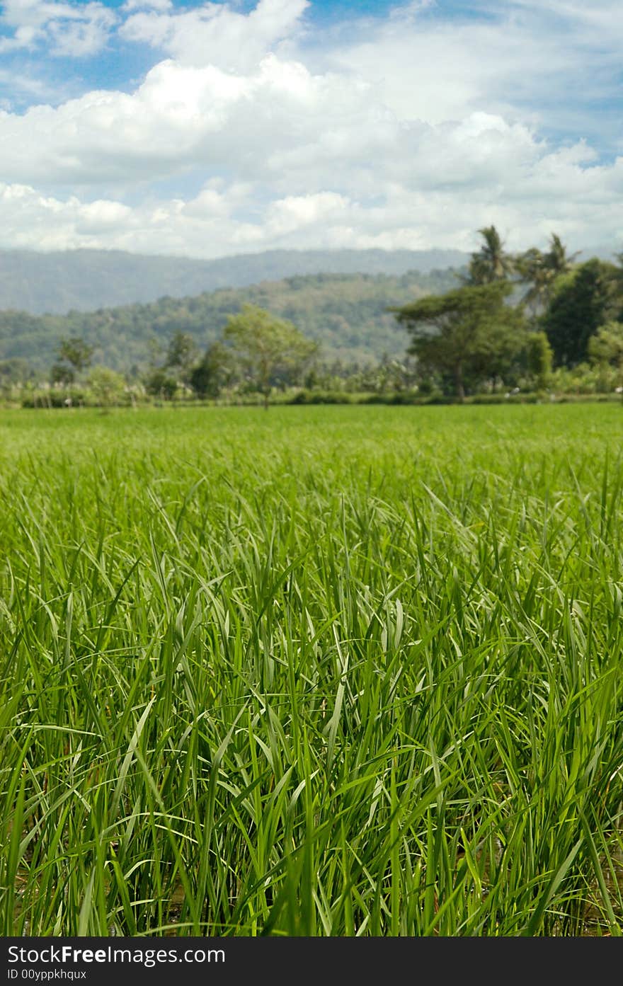 Green Rice field