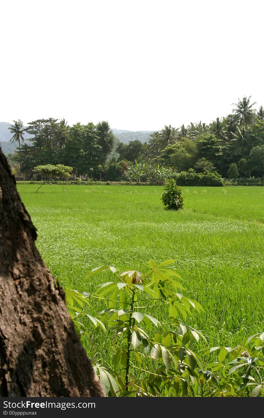 The Rice field