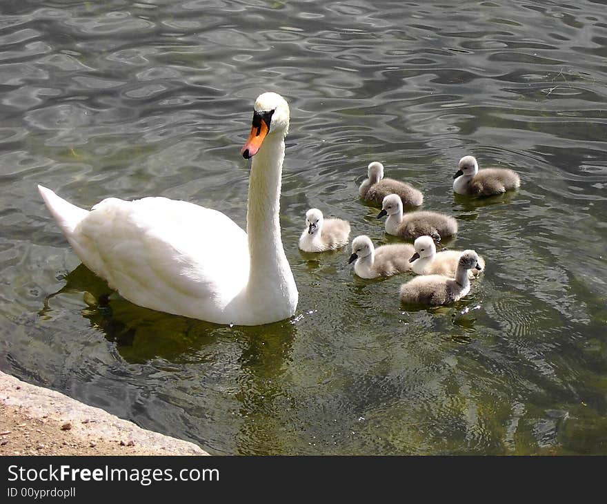 A Mother mute swan and her seven cygnets beg for food from passers by in Copehagen. A Mother mute swan and her seven cygnets beg for food from passers by in Copehagen