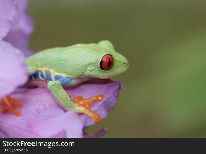 Image of a red eyed tree frog-agalychnis callidryas