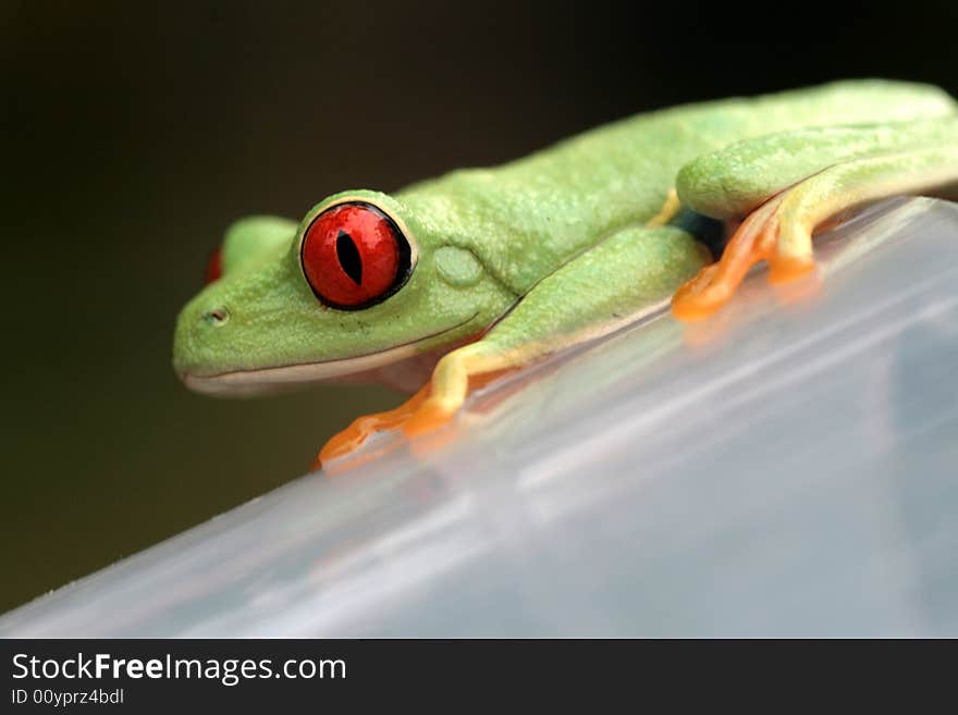 Image of a red eyed tree frog-agalychnis callidryas