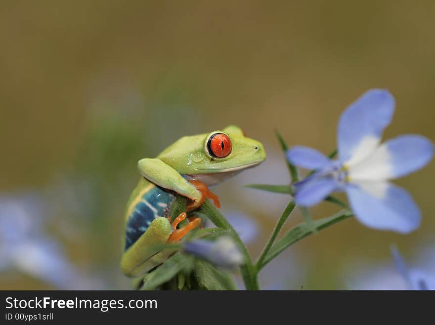 Image of a red eyed tree frog-agalychnis callidryas