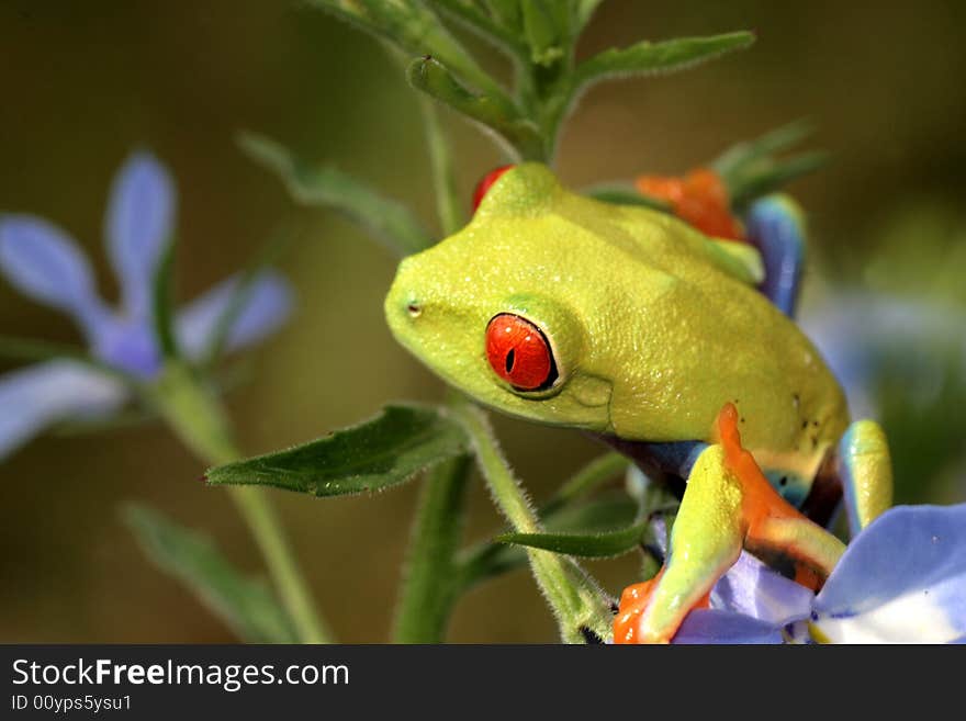 Red Eyed Tree Frog