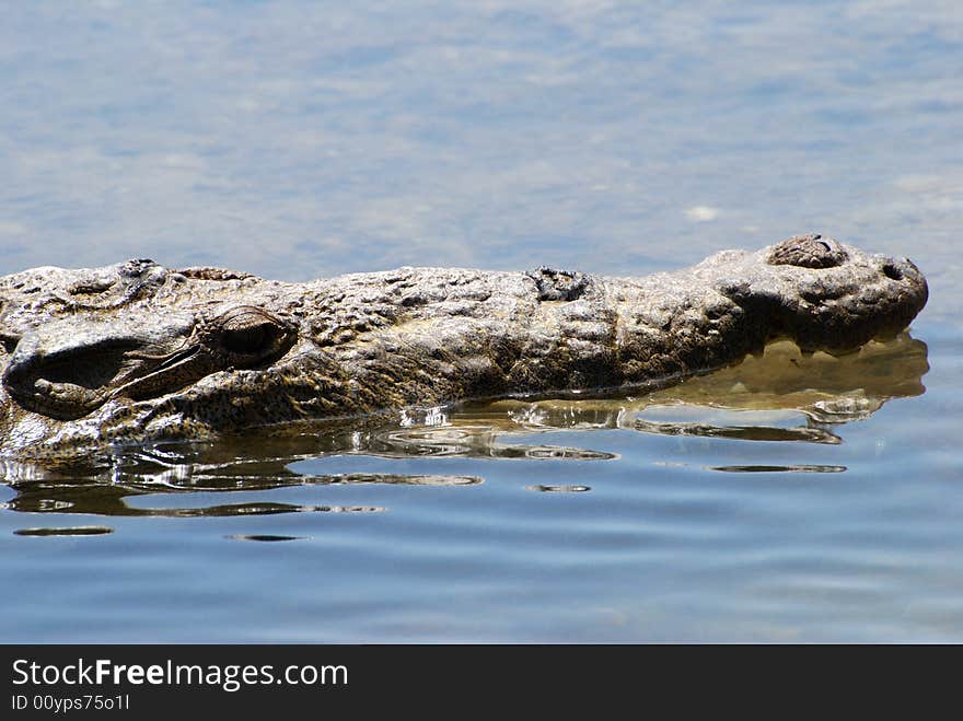 The Hiding Crocodile