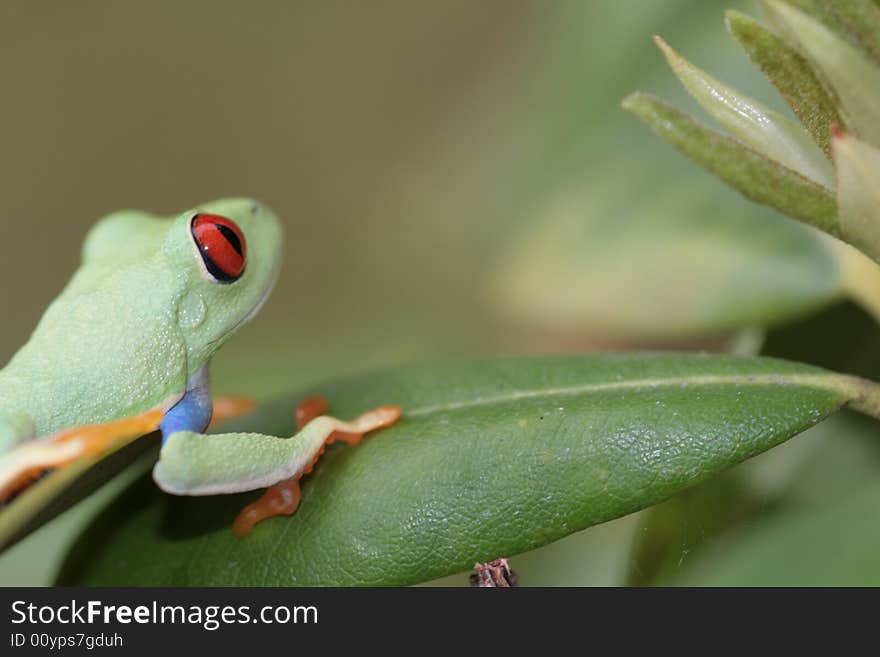 Image of a red eyed tree frog-agalychnis callidryas