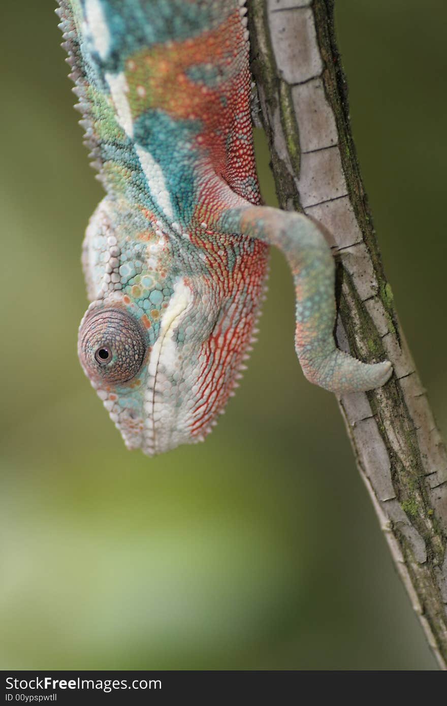 Male young panther chameleon Fucifer Pardalis on a branch