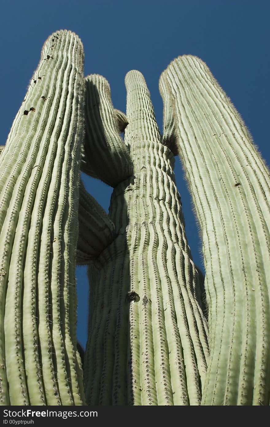 Saguaro Cactus