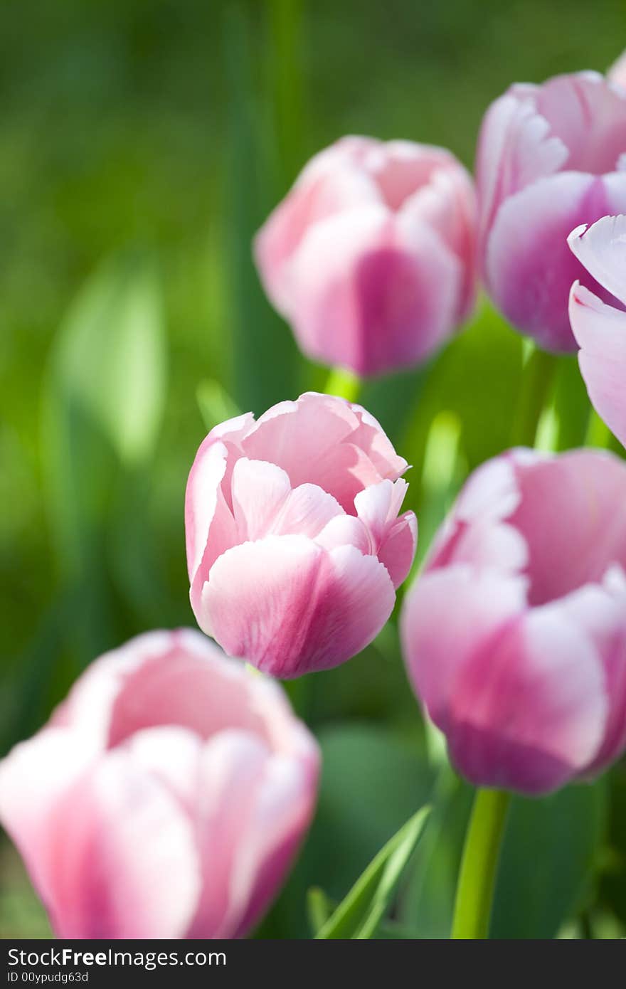 White-pink tulips