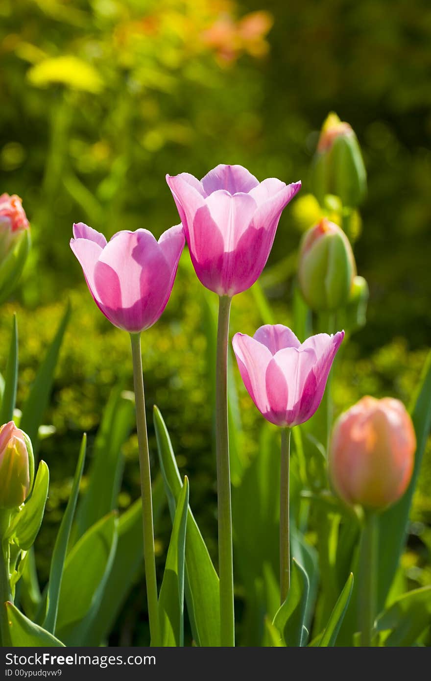 Three pink tulips, spring, sunlight