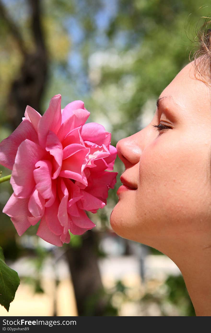 Young beautiful woman enjoys a smell of a pink rose. Young beautiful woman enjoys a smell of a pink rose