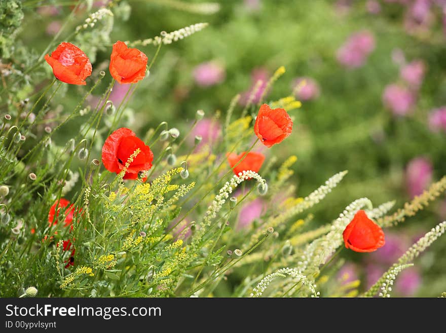 Summer meadow with red poppies