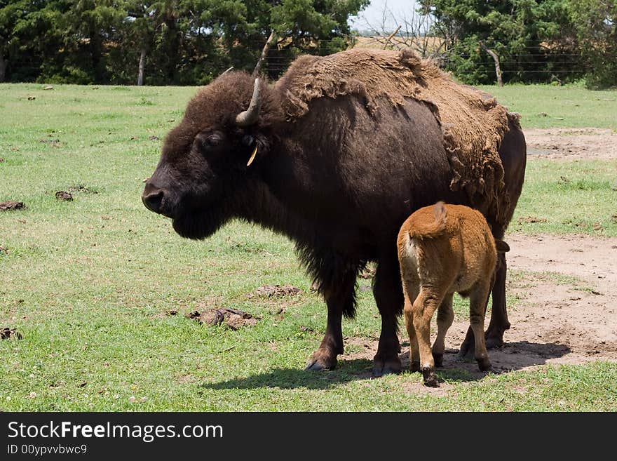 Buffalo calf nurses off its mother. Buffalo calf nurses off its mother.