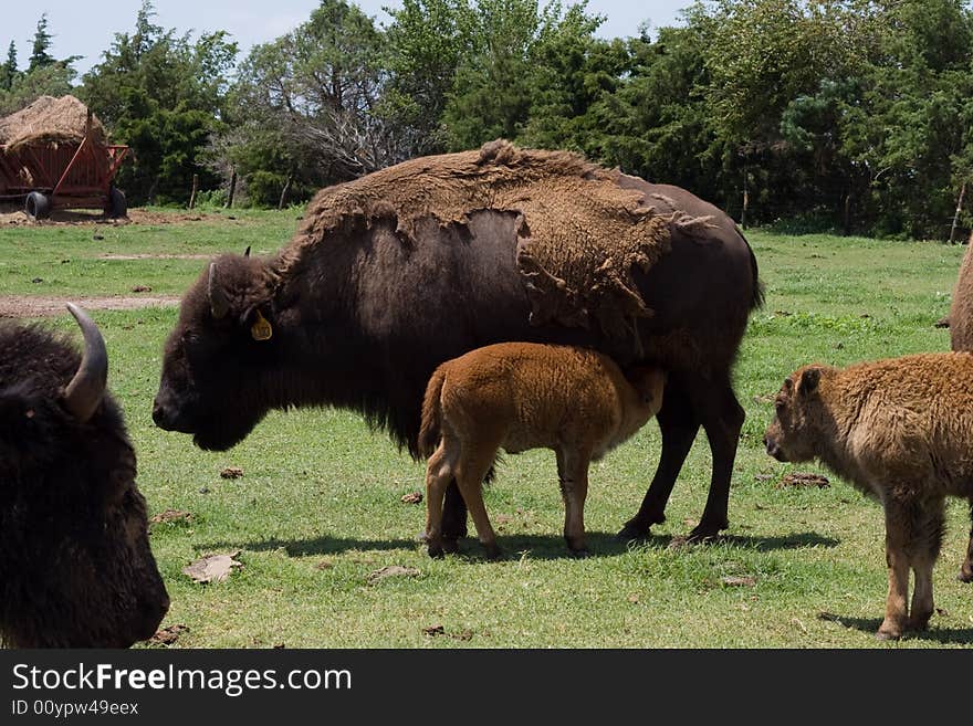 Nursing Bison Calf