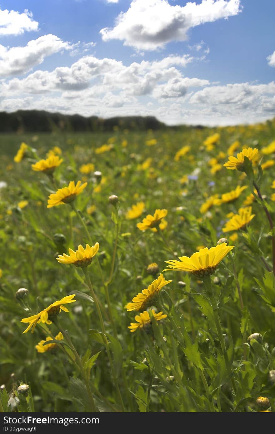 Corn Marigold extensive meadow on summers day. Corn Marigold extensive meadow on summers day