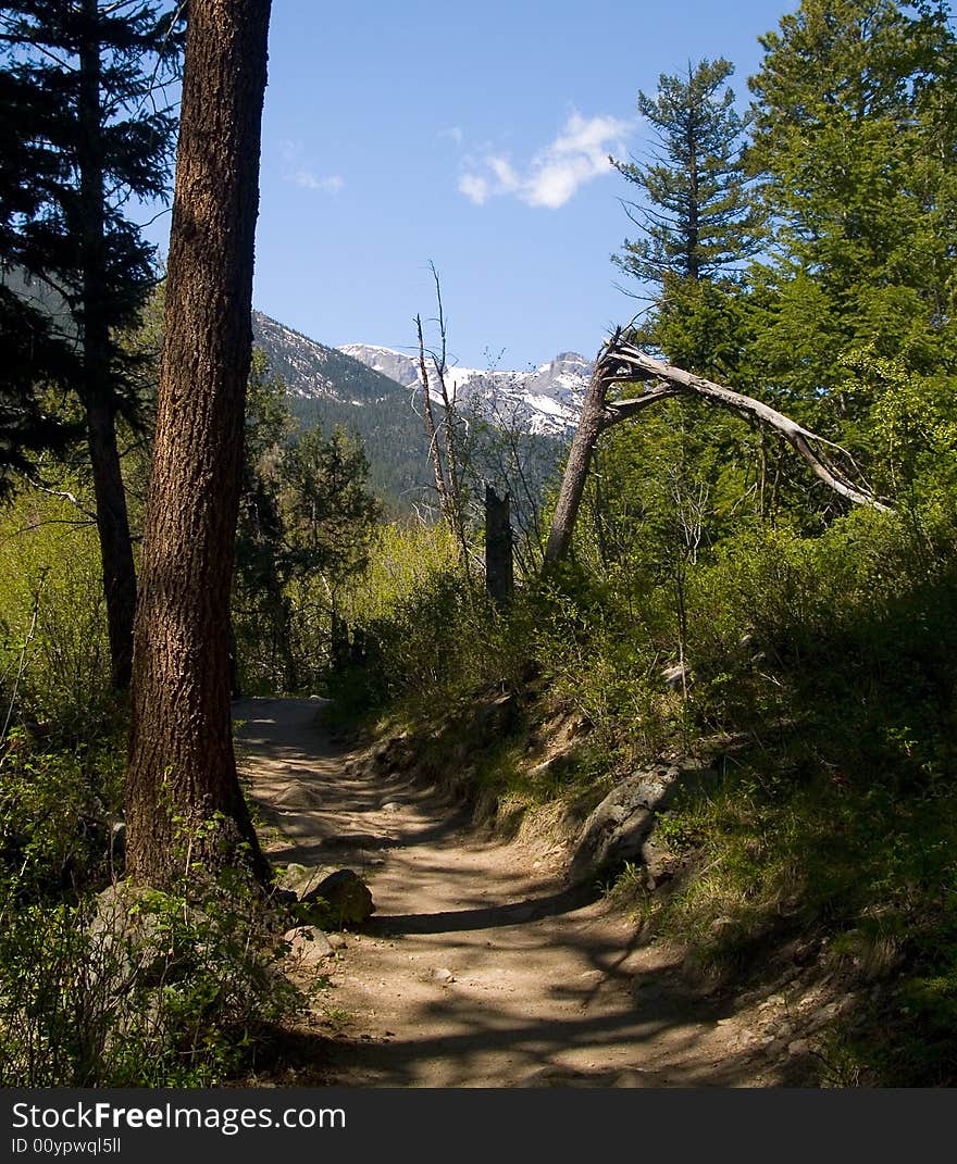 Peak Framed By Broken Trees