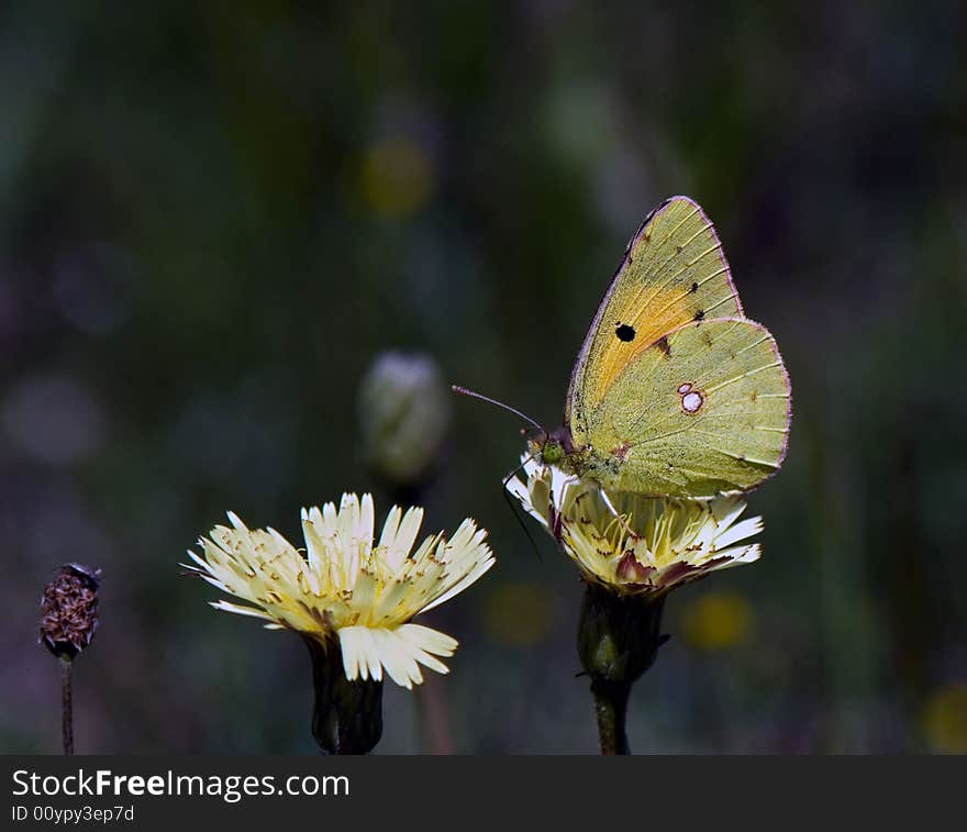 Butterfly - Clouded Sulphur