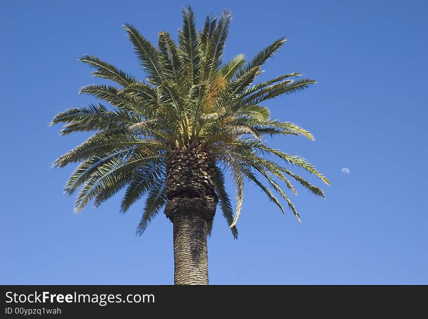 Palm Tree