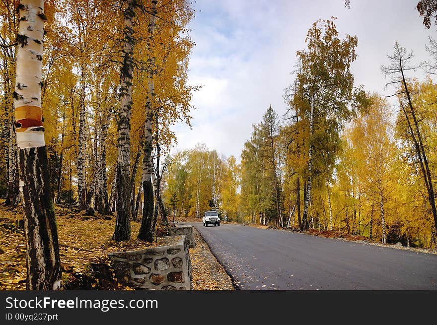 The road through the birch forest