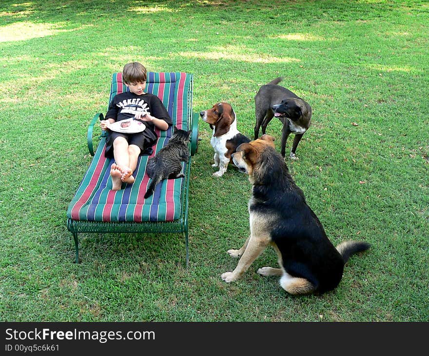 Boy eating in a reclining lawnchair on green lawn with 3 dogs and a cat wanting to share his picnic. Boy eating in a reclining lawnchair on green lawn with 3 dogs and a cat wanting to share his picnic