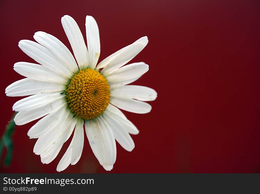 Singl camomile on red background