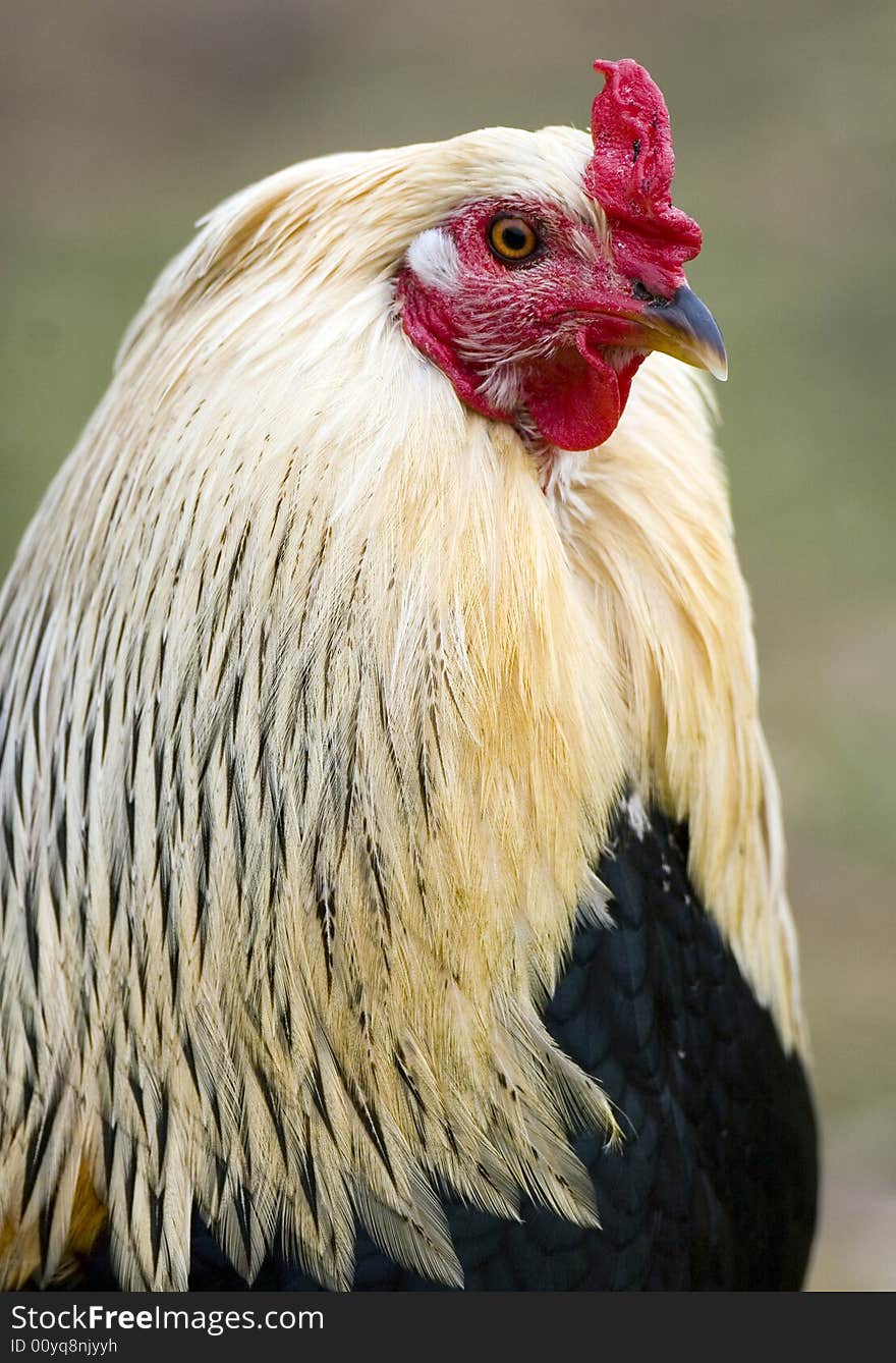 Portrait of a handsome Rooster with nice bokeh. Portrait of a handsome Rooster with nice bokeh